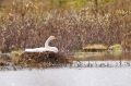 wilde zwaan